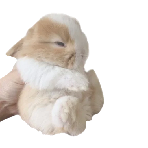 🐇 Стикер «miserablessed» для Telegram