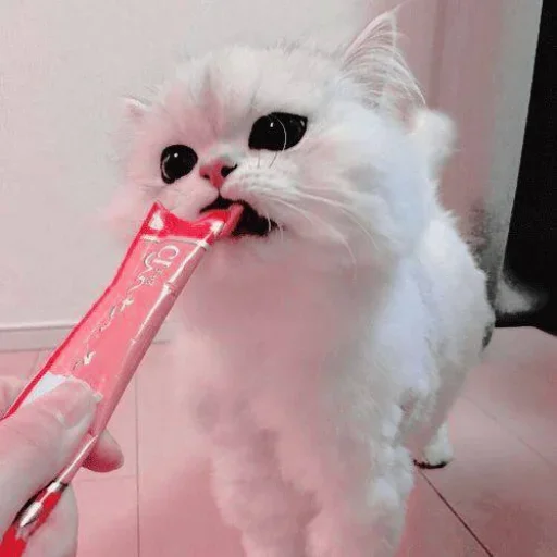 Стикерпак Miu Cats для Telegram — скачать