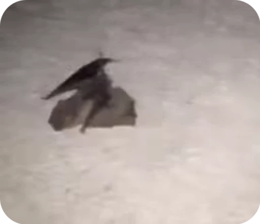 Стикерпак Bats для Telegram — скачать
