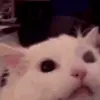 🐈 Эмодзи «🔫🔫🔫 emoji mix» для Telegram