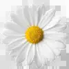 🌼 Эмодзи «Mixed #random #status» для Telegram