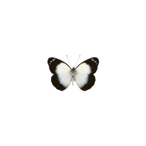 🦋 Стикер «miy 1 0» для Telegram