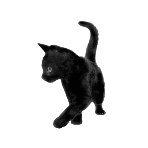 🐈‍⬛ Стикер «miy 1 0» для Telegram