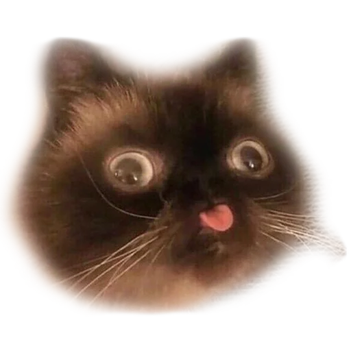 😋 Стикер «Marmok mems» для Telegram