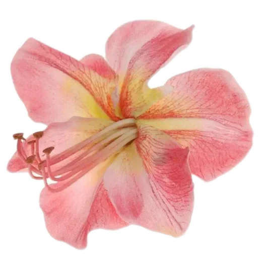 🌸 Стикер «𝙼𝚞𝚜𝚢𝚊 𝚜𝚝𝚒𝚌𝚔𝚎𝚛𝚜» для Telegram