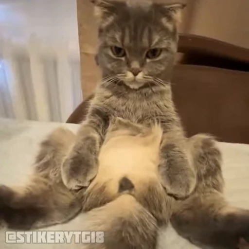 😭 Стикер «Моллик» для Telegram