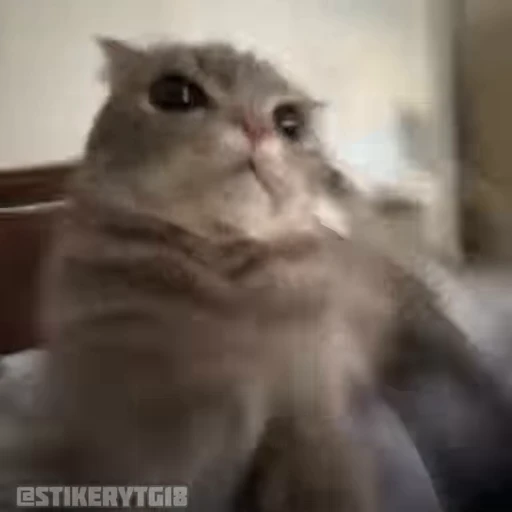 😎 Стикер «Моллик» для Telegram