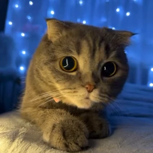 ❤️ Стикер «Моллик» для Telegram