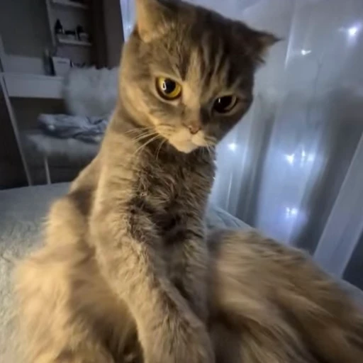 😡 Стикер «Моллик» для Telegram