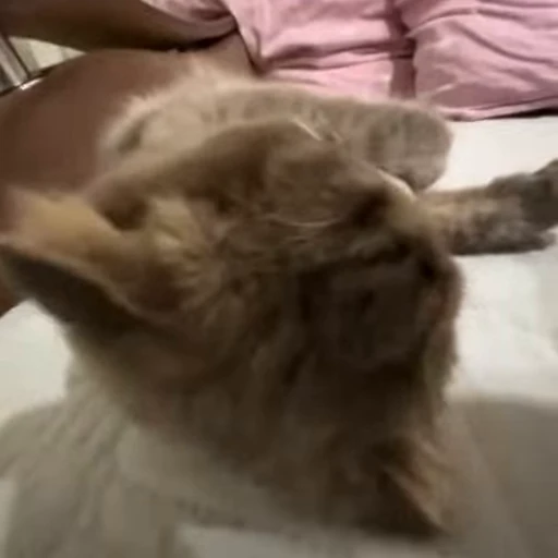 🥰 Стикер «Моллик» для Telegram