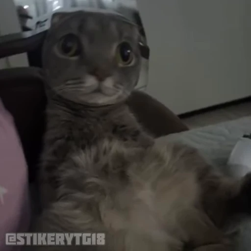 😳 Стикер «Моллик» для Telegram