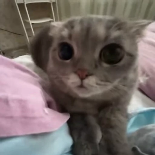 🥰 Стикер «Моллик» для Telegram