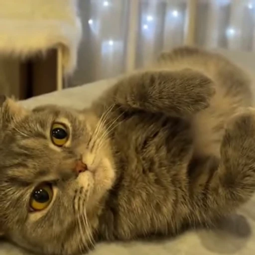 ☺️ Стикер «Моллик» для Telegram