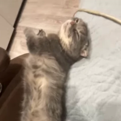 😴 Стикер «Моллик» для Telegram