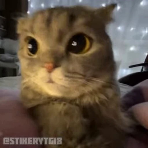 🥺 Стикер «Моллик» для Telegram