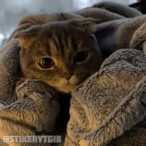 ❤️ Стикер «Моллик» для Telegram