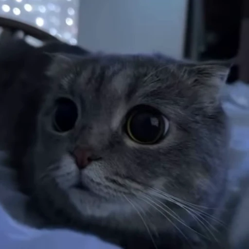 ❤️ Стикер «Моллик» для Telegram