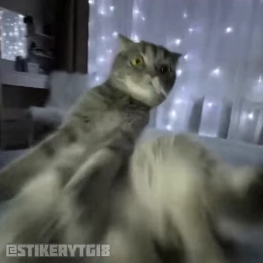 🥴 Стикер «Моллик» для Telegram