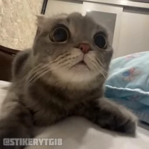 ❓ Стикер «Моллик» для Telegram