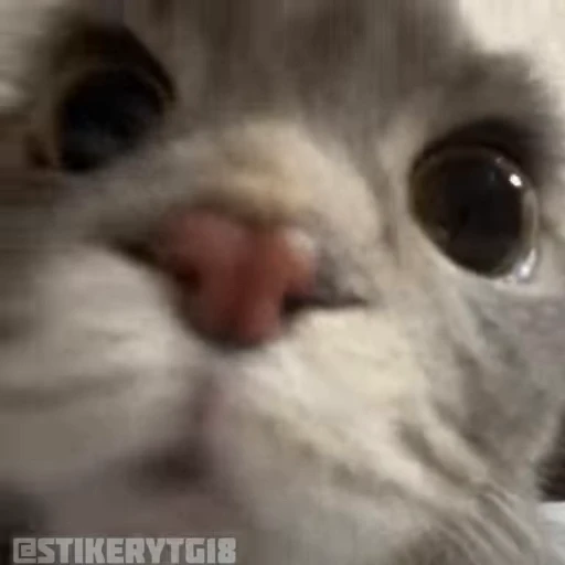 🤨 Стикер «Моллик» для Telegram