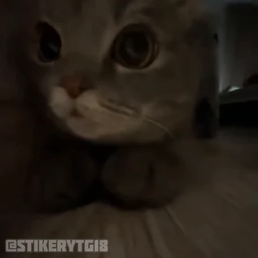 👹 Стикер «Моллик» для Telegram