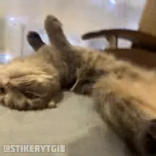 💘 Стикер «Моллик» для Telegram