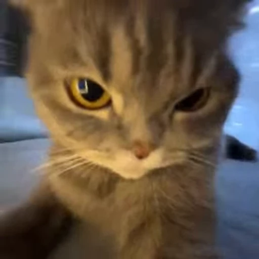 🧐 Стикер «Моллик» для Telegram