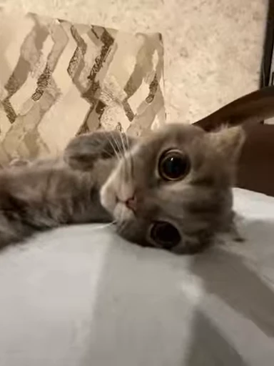 😇 Стикер «Моллик» для Telegram