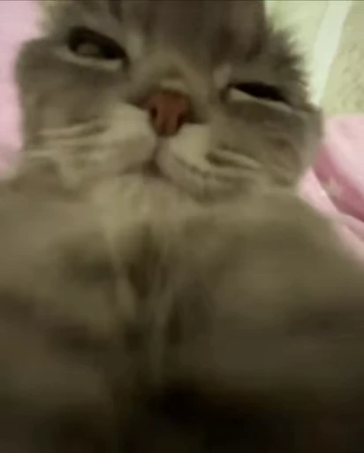 😎 Стикер «Моллик» для Telegram