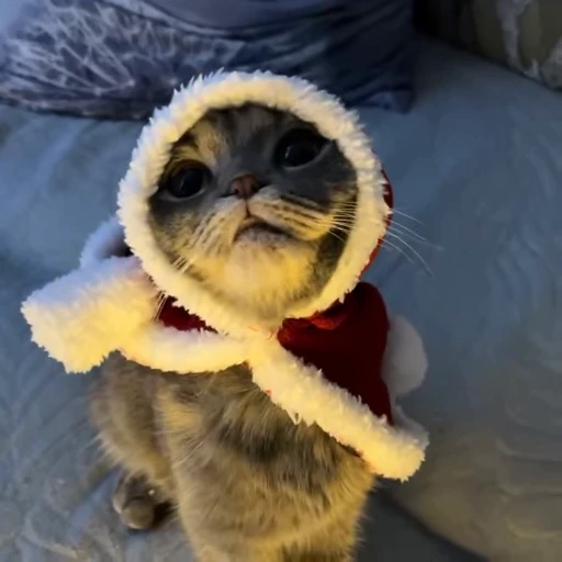 🎄 Стикер «Моллик» для Telegram