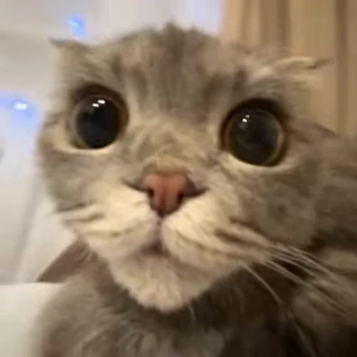 🥳 Стикер «Моллик» для Telegram