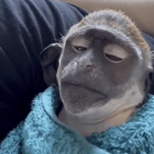 😴 Стикер «Monke 2» для Telegram