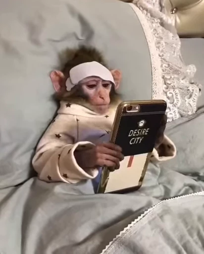 📱 Стикер «Monke 2» для Telegram