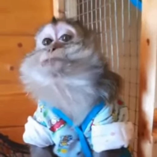 🤬 Стикер «Monke 2» для Telegram