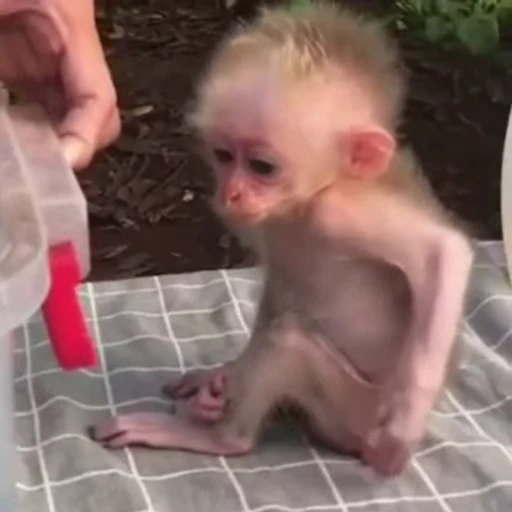 🐵 Стикер «Monke 2» для Telegram