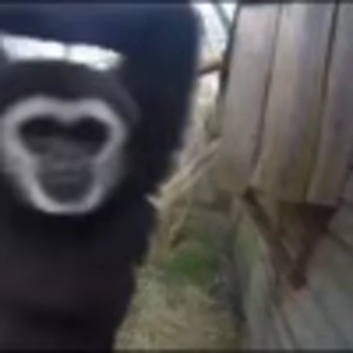 😛 Эмодзи «Monke» для Telegram