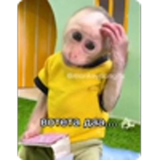 🌟 Эмодзи «Манки» для Telegram