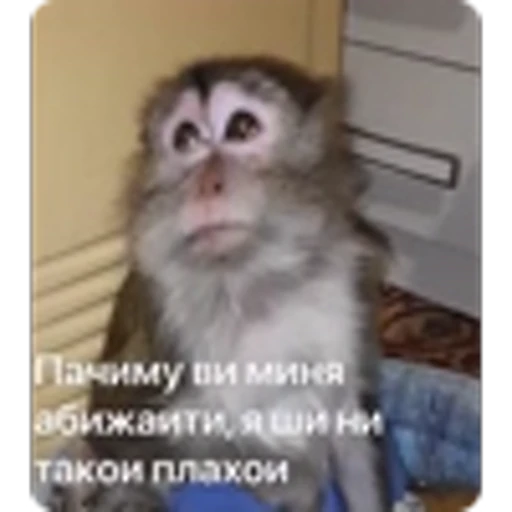 🌟 Эмодзи «Манки» для Telegram