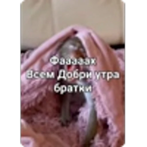 🌟 Эмодзи «Манки» для Telegram