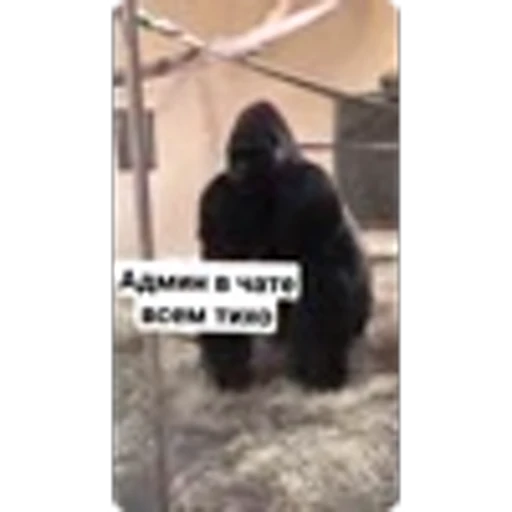 🌟 Эмодзи «Манки» для Telegram