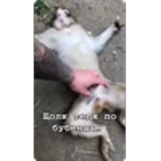🌟 Эмодзи «Манки» для Telegram