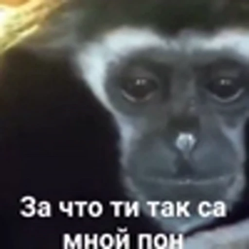 🐒 Эмодзи «Манки» для Telegram