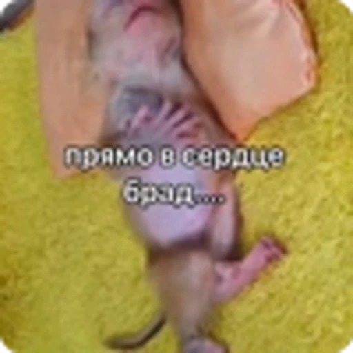 🌟 Эмодзи «Манки» для Telegram