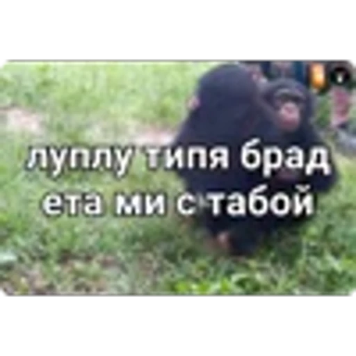 🌟 Эмодзи «Манки» для Telegram