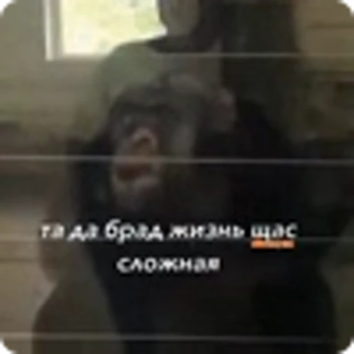 🌟 Эмодзи «Манки» для Telegram