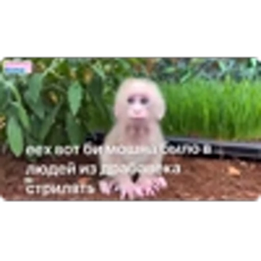 🌟 Эмодзи «Манки» для Telegram