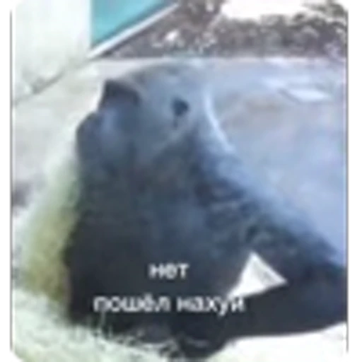🌟 Эмодзи «Манки» для Telegram