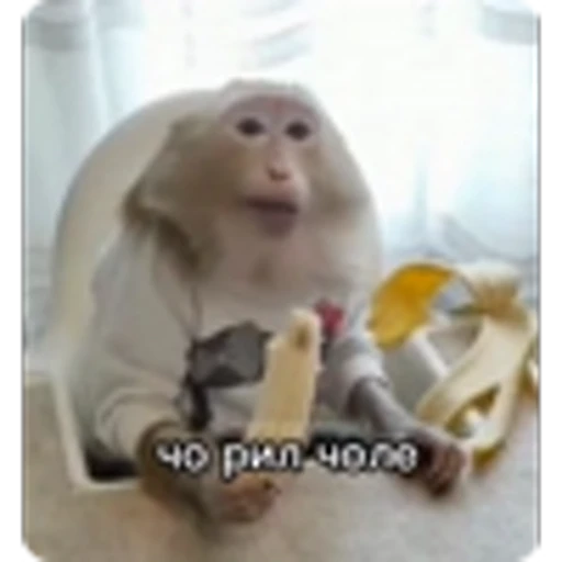 🌟 Эмодзи «Манки» для Telegram