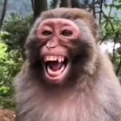 😂 Стикер «Monkeys Обезьяны» для Telegram