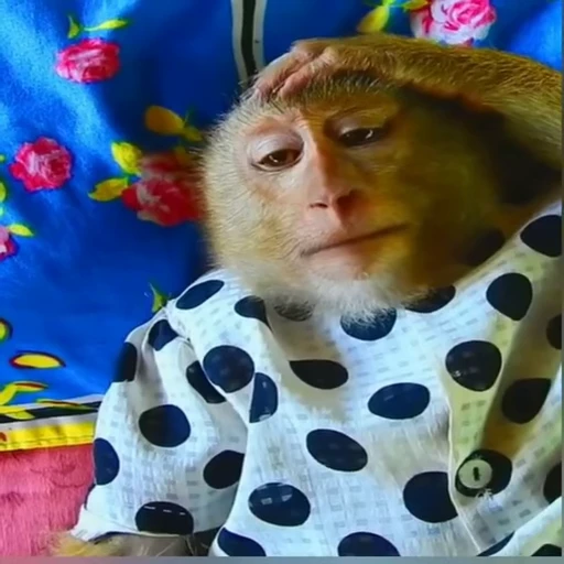 🤦‍♀️ Стикер «Monkeys Обезьяны» для Telegram